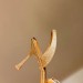 Босоножки Aquazzura F3437