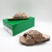 Шлепанцы Bottega Veneta B1728
